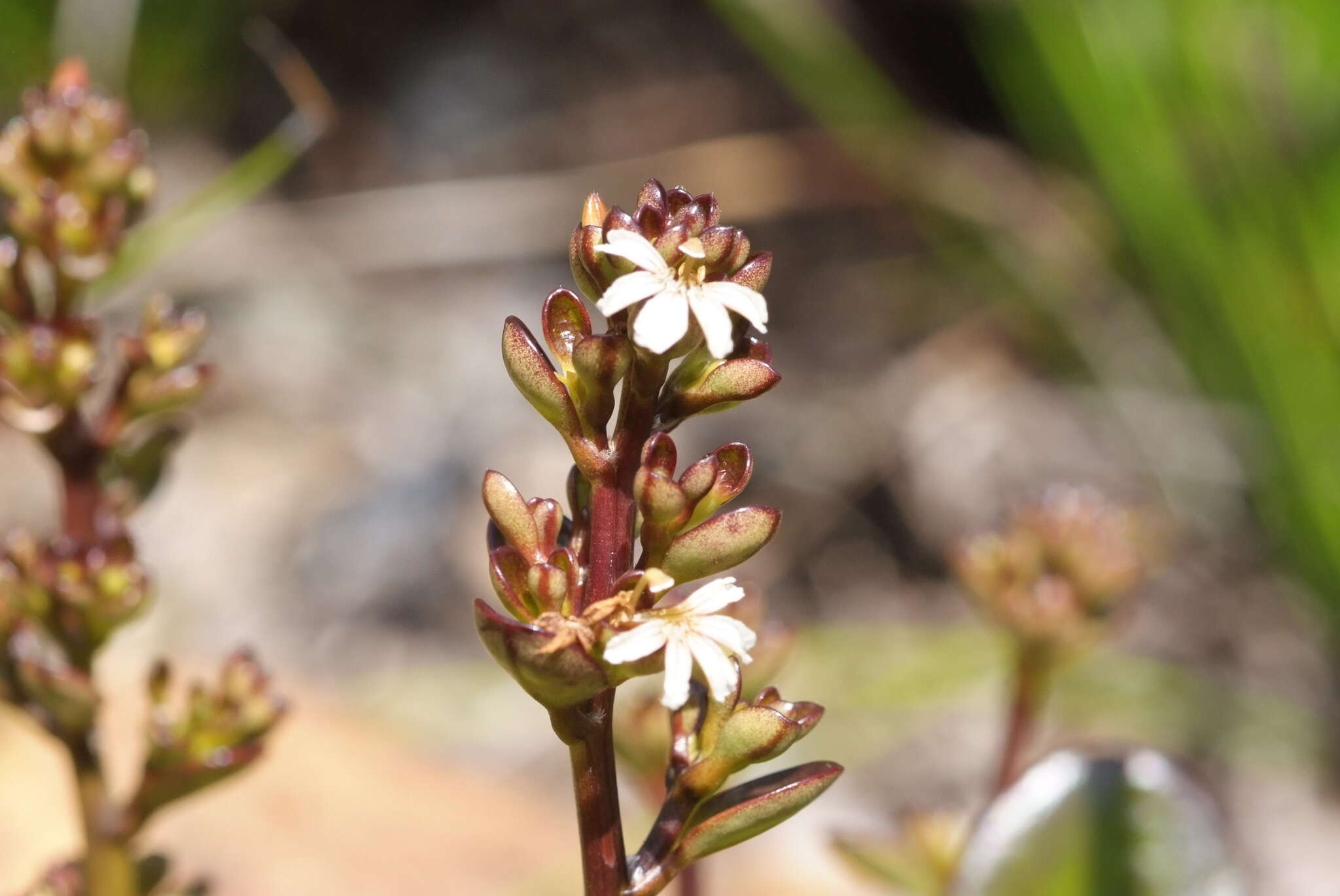 Imagem de Scaevola beckii Zahlbr.