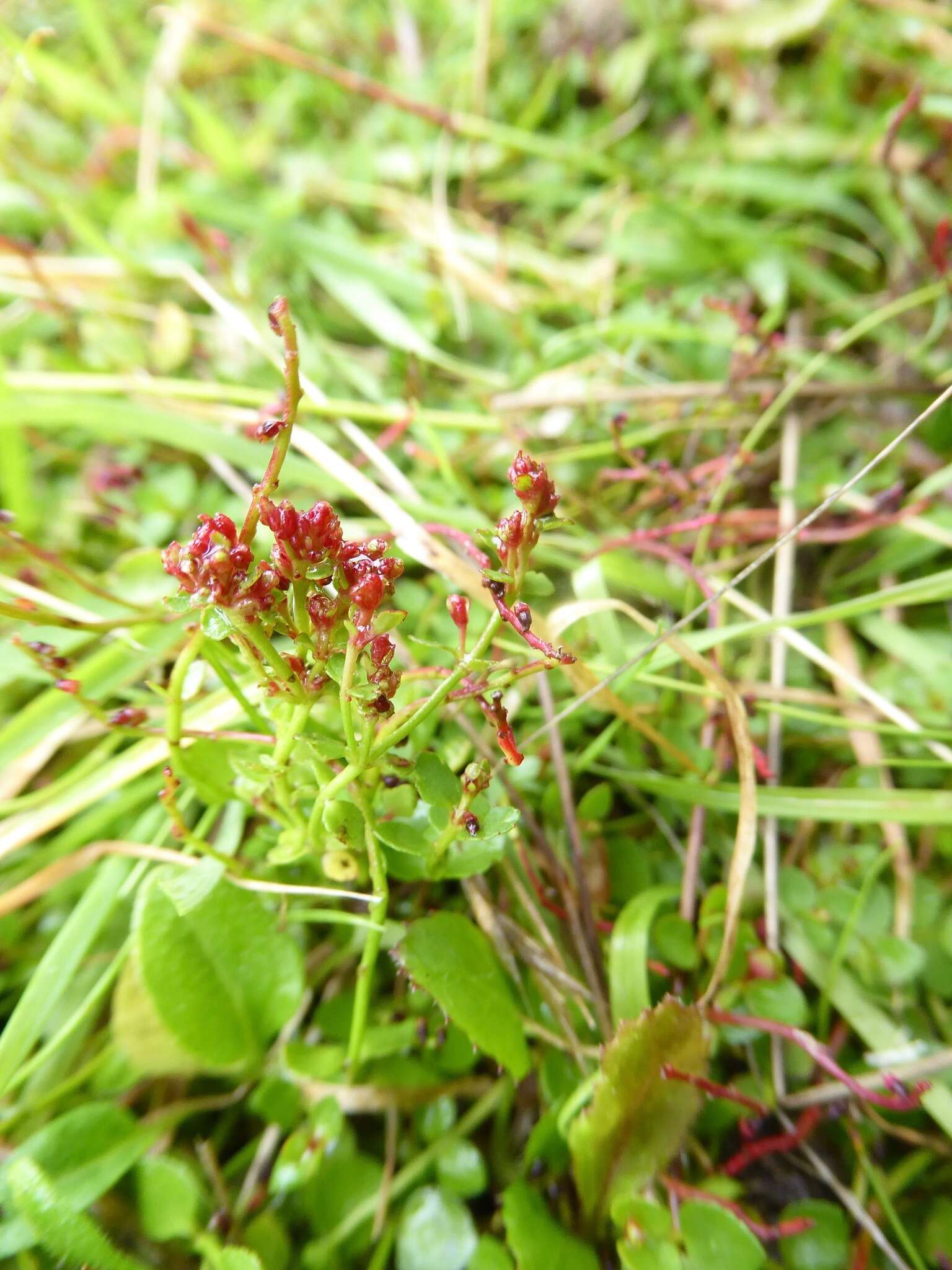 Image of Gonocarpus micranthus Thunb.