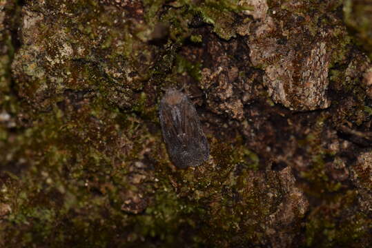 Sivun Cixidia (Epiptera) variegata (Van Duzee 1908) kuva