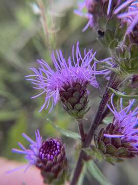 Image of Nieuwland's blazing star