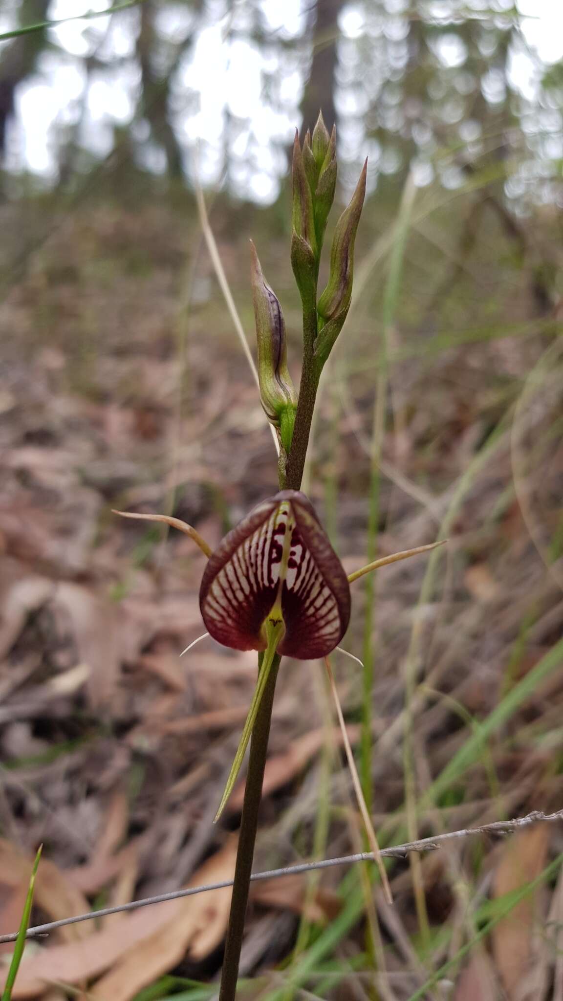 Image of Bonnet orchid