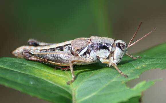 Melanoplus islandicus Blatchley 1898的圖片