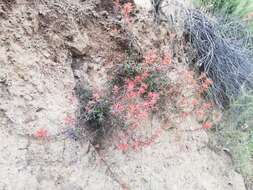 Слика од Castilleja subinclusa var. jepsonii (Bacig. & Heckard) J. M. Egger