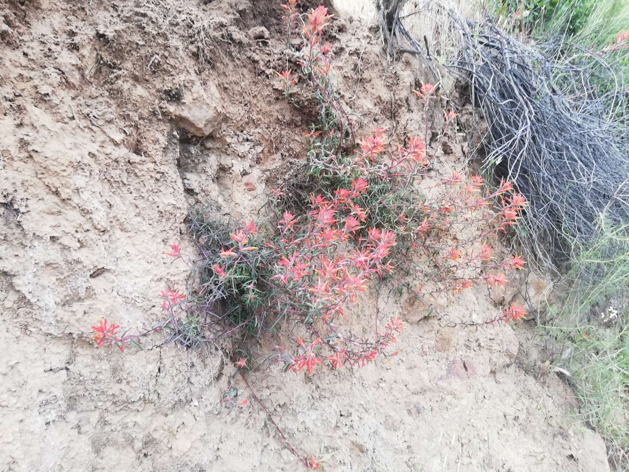 Слика од Castilleja subinclusa var. jepsonii (Bacig. & Heckard) J. M. Egger