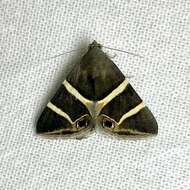 Grammodes oculicola Walker 1858的圖片