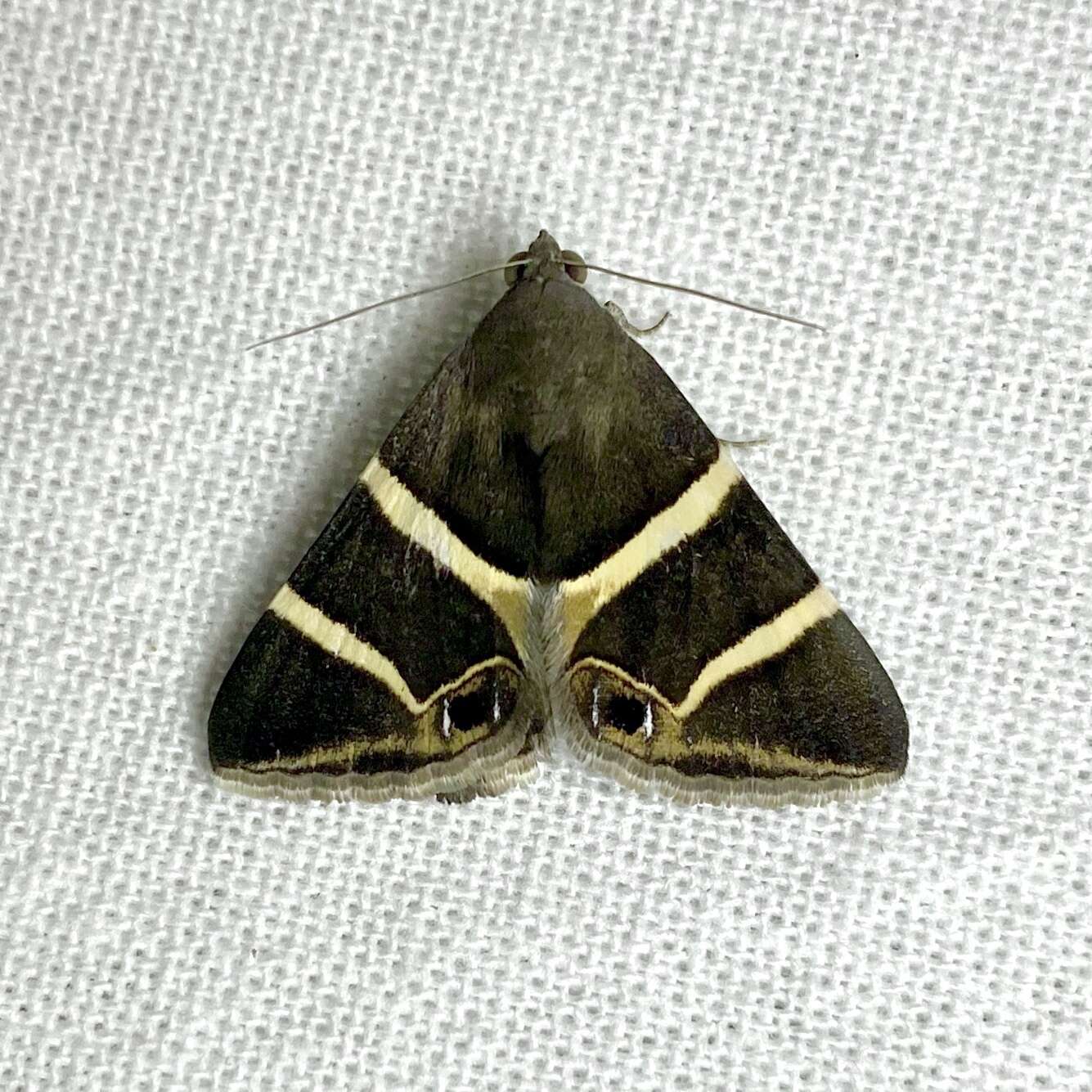 Grammodes oculicola Walker 1858的圖片