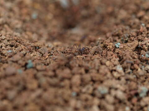 Image of Leaf-cutter ant