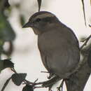 Image of Lowveld Yellow-throat Sparrow