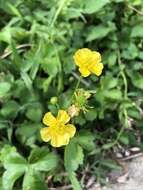 صورة Ranunculus japonicus Thunb.