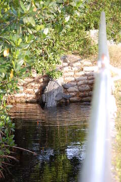 Image of American Crocodile