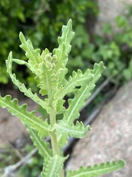 Image of wavyleaf blazingstar