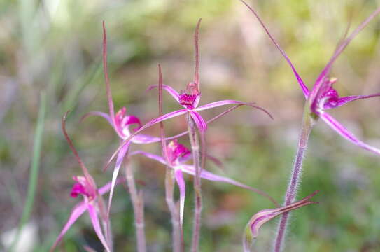 Image of Rosella spider orchid