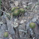 Image of Stenocactus sulphureus (A. Dietr.) Bravo