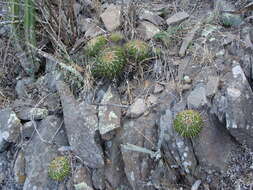 Image of Stenocactus sulphureus (A. Dietr.) Bravo