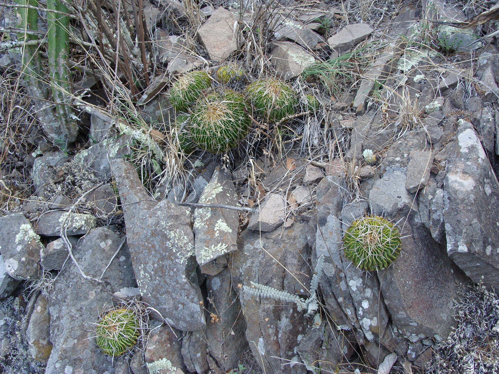 Image of Stenocactus sulphureus (A. Dietr.) Bravo