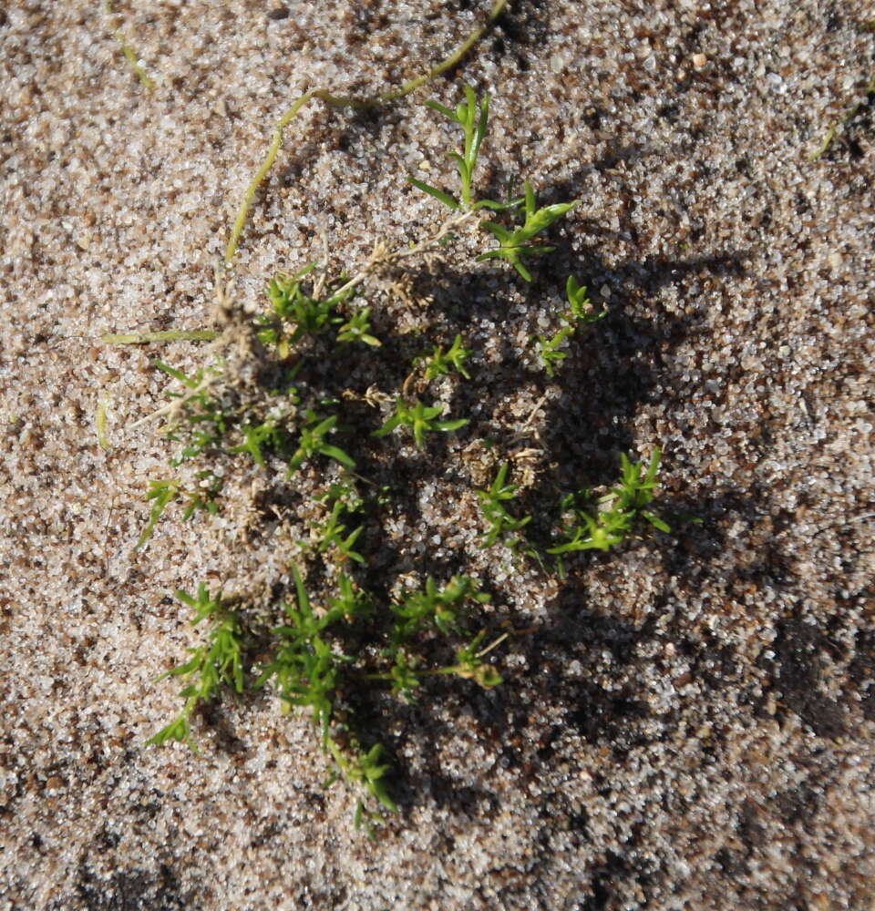 Image of birdeye pearlwort