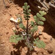 Phacelia ivesiana Torr. resmi