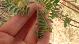 Image of hillside milkvetch