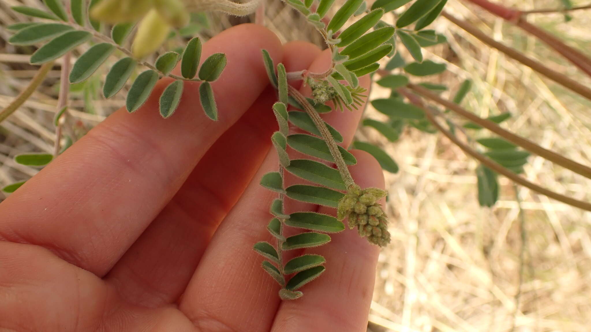 Image of hillside milkvetch