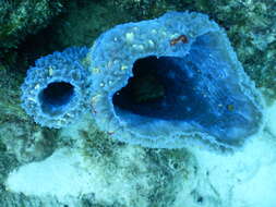 Image of Azure Vase Sponge