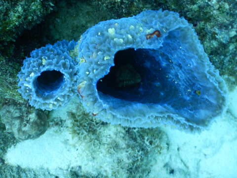 Image of Azure Vase Sponge