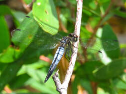 Image of Lyriothemis mortoni Ris 1919