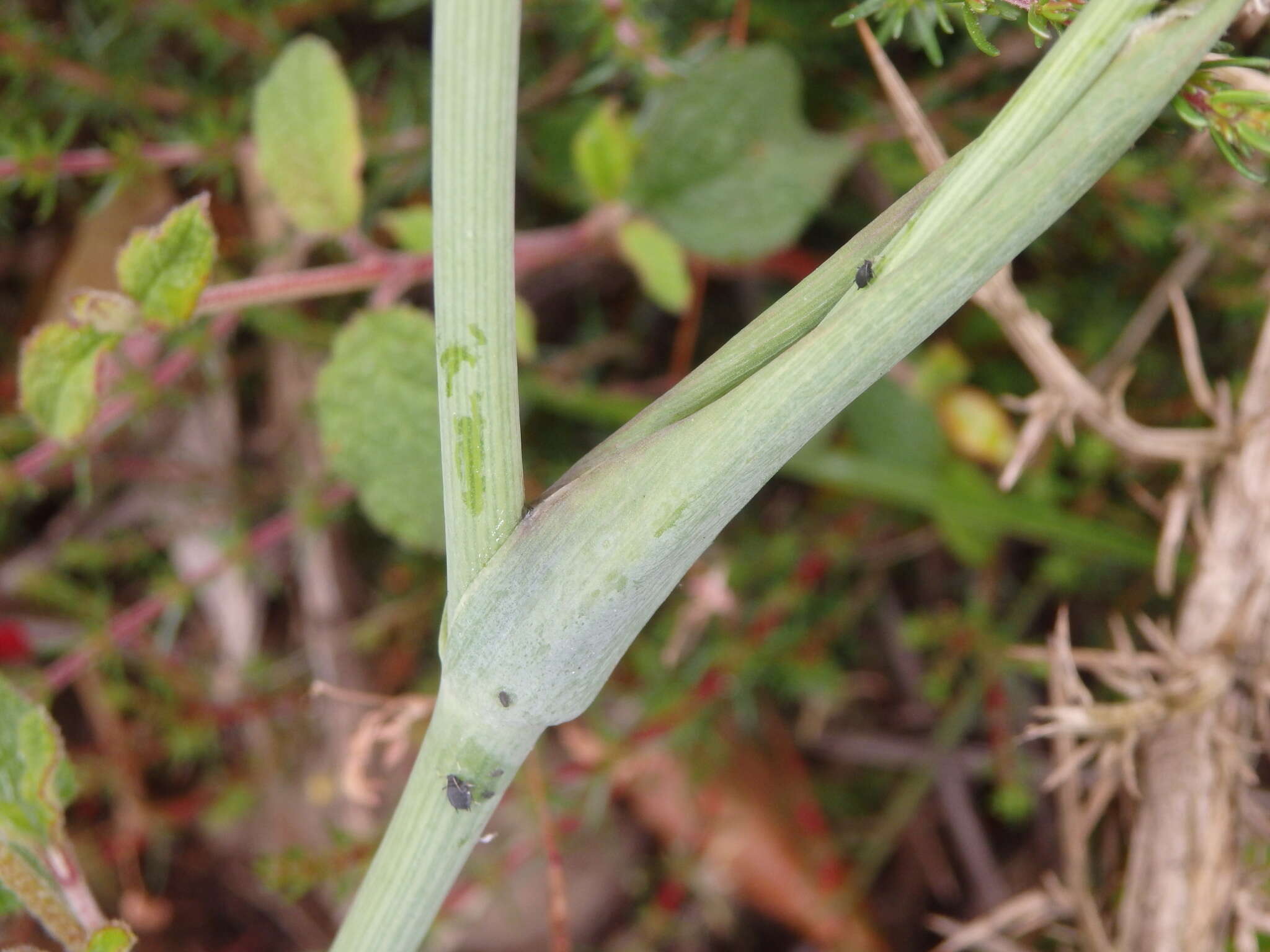 Image of Thapsia minor Hoffmanns. & Link