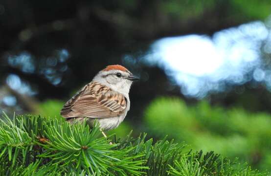 Слика од Spizella passerina arizonae Coues 1872