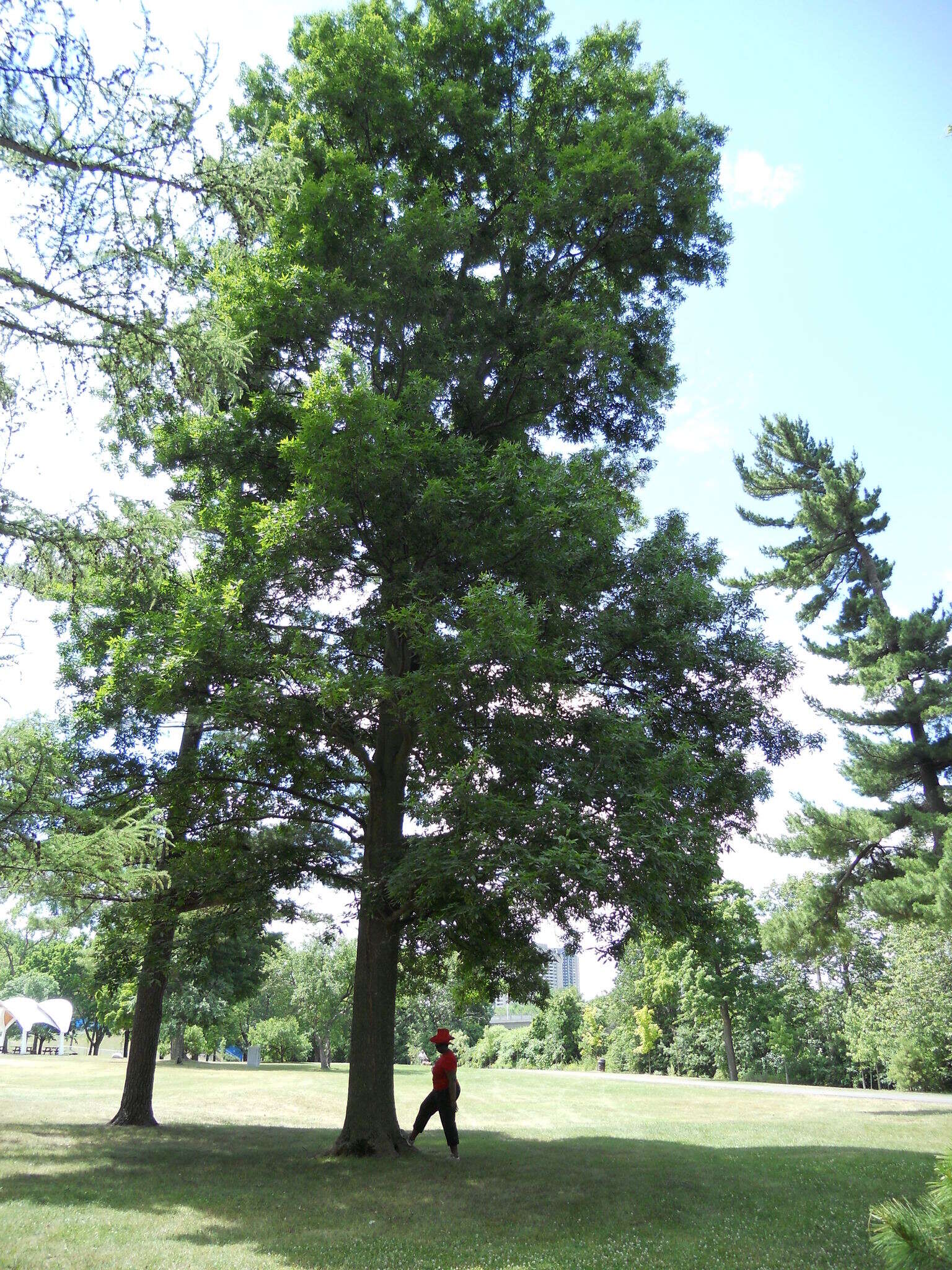 Image of bitternut hickory