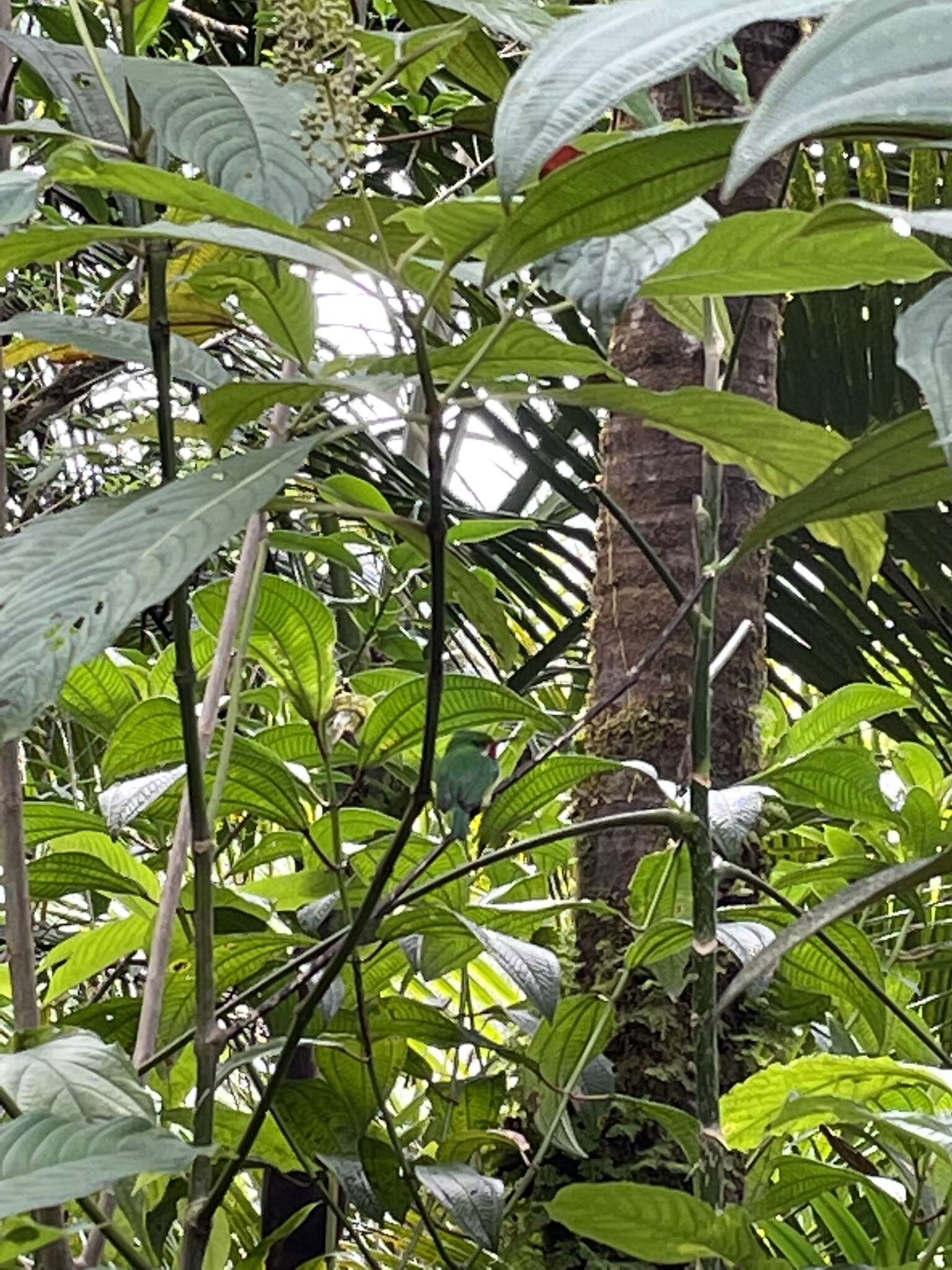 Image of Puerto Rican Tody