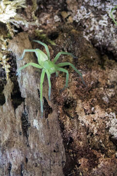 Image of Micrommata virescens (Clerck 1757)