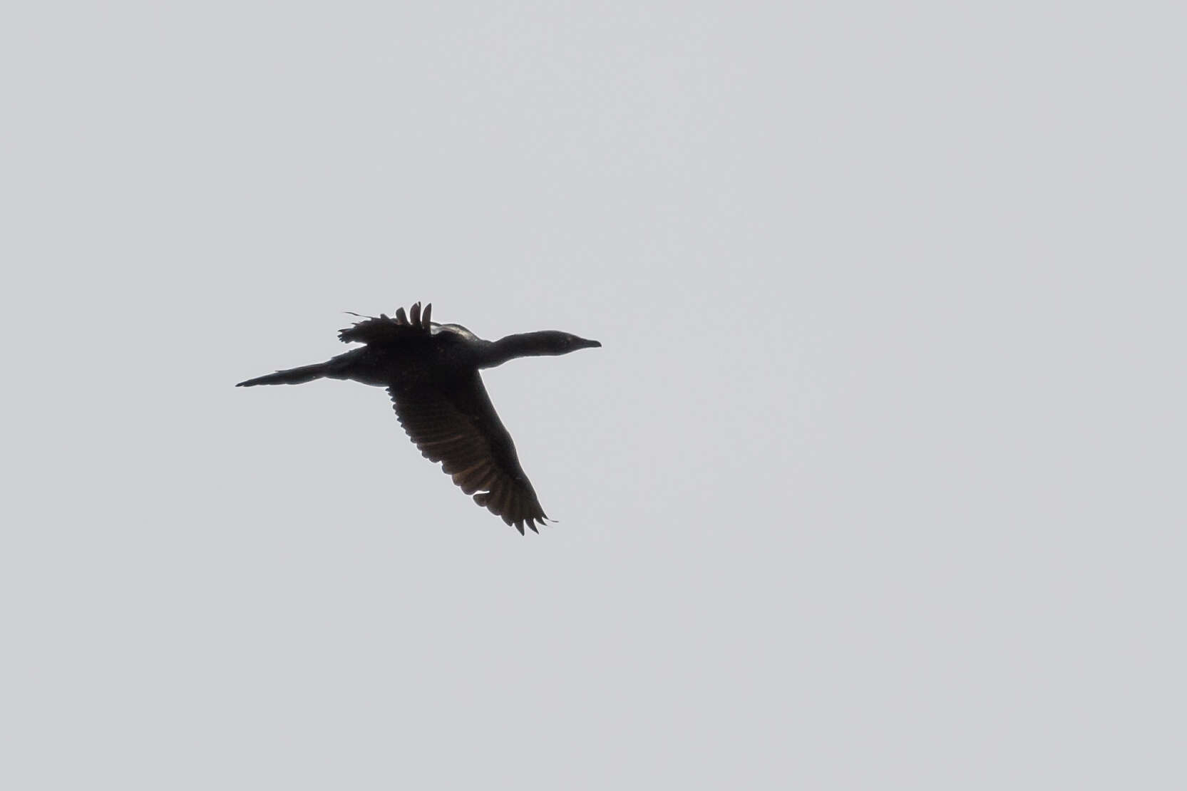 Image of Pygmy Cormorant