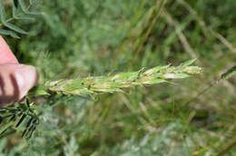 Imagem de Astragalus asper Jacq.