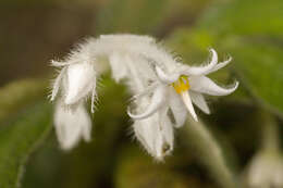 Image of Argostemma parvifolium var. involucratum (Hemsl.) Bakh. fil.