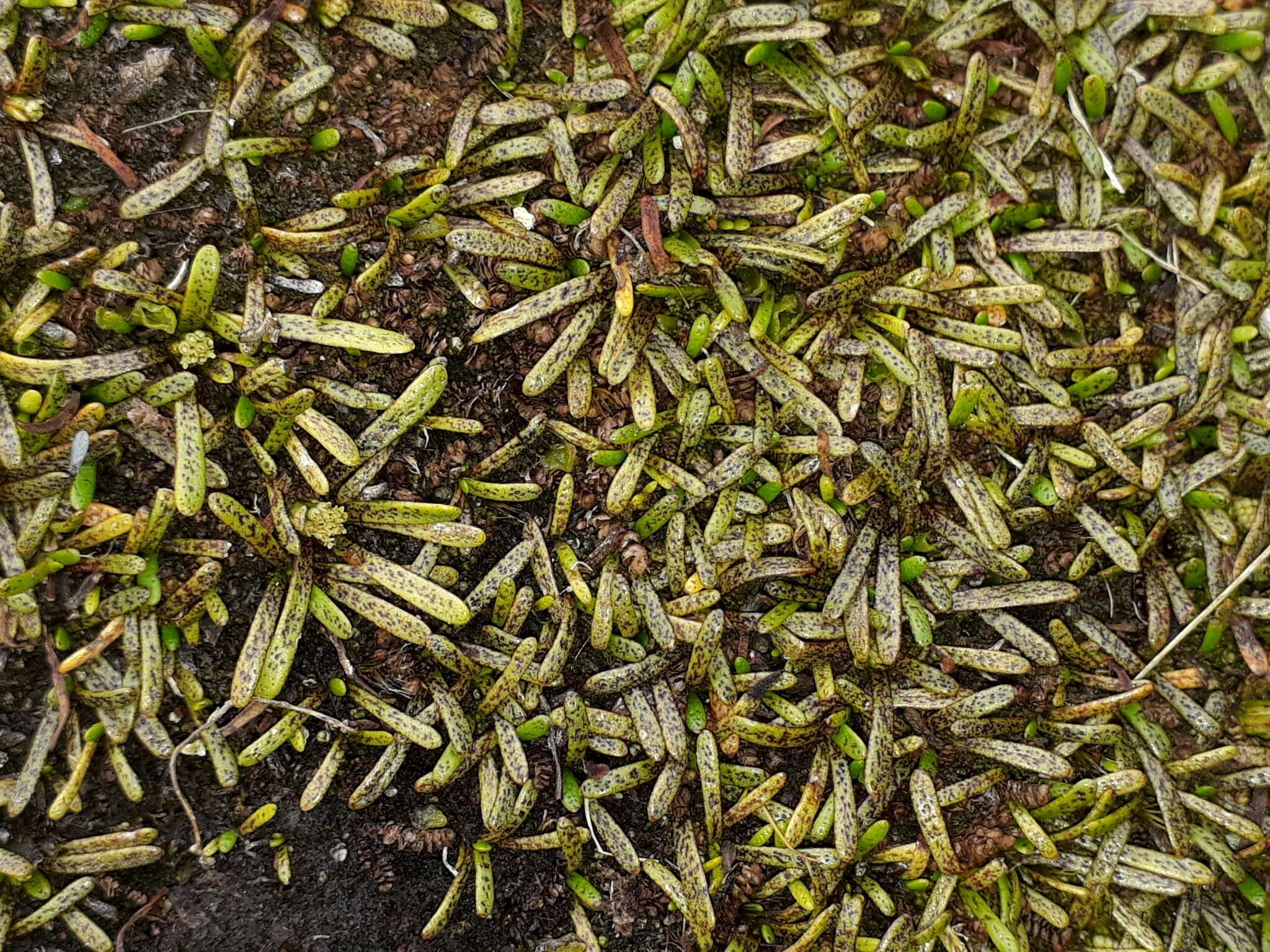 Image of Abrotanella caespitosa Petrie ex T. Kirk