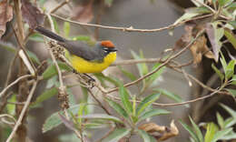 Слика од Myioborus brunniceps (d'Orbigny & Lafresnaye 1837)