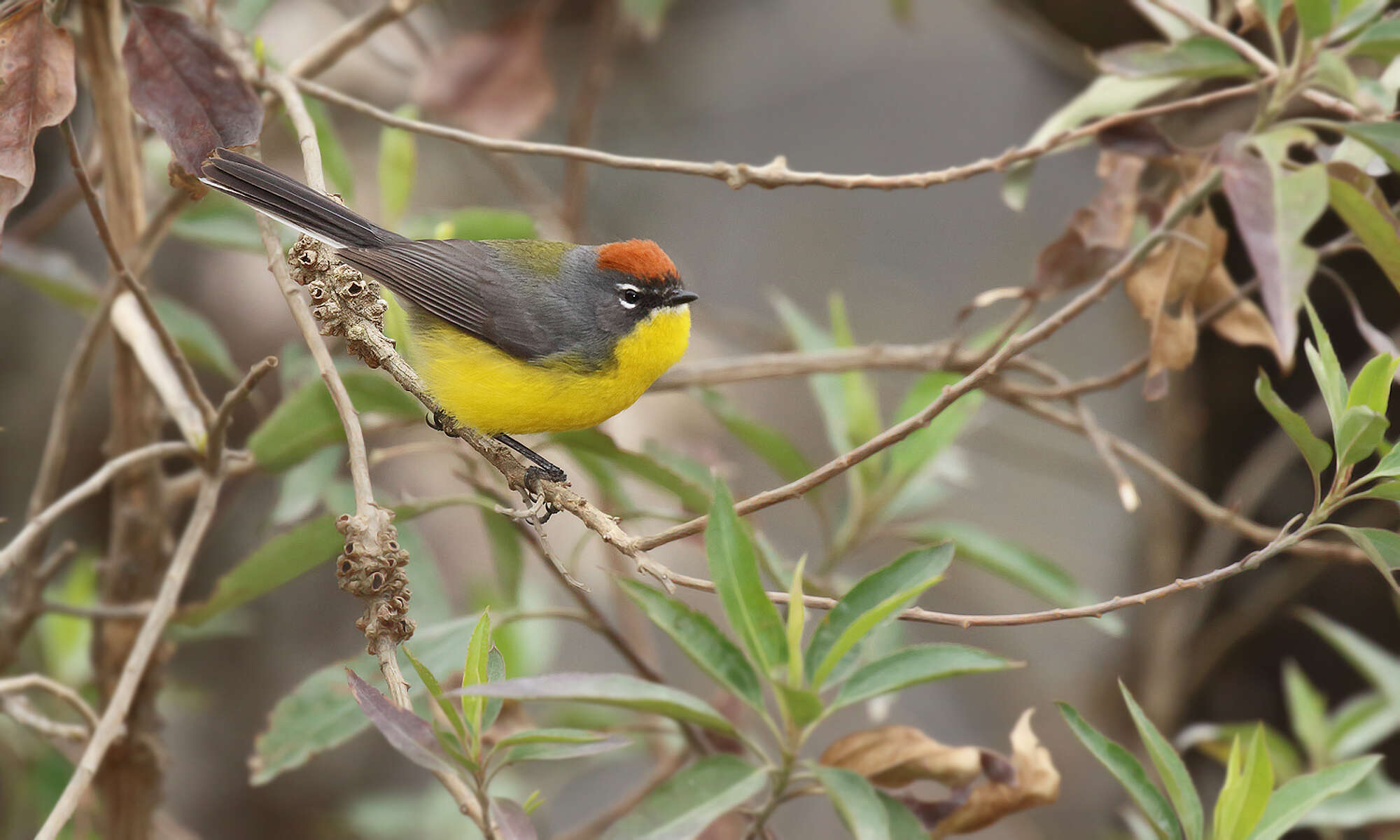Image of Brown-capped Redstart