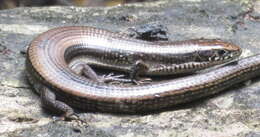 Image of Five-toed Whip Lizard