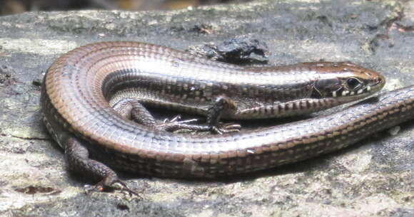 صورة Tetradactylus seps (Linnaeus 1758)