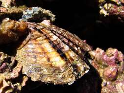 Image of Atlantic pearl-oyster