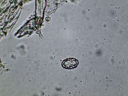 Imagem de Pachyella celtica (Boud.) Häffner 1993