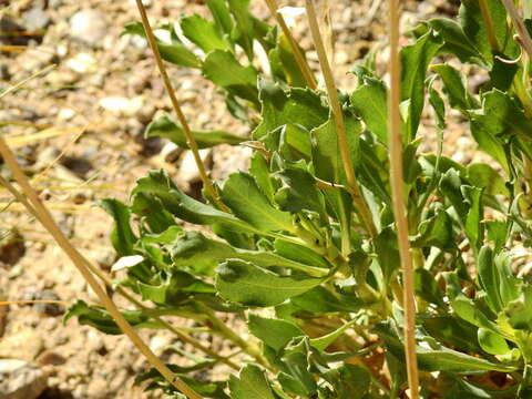 Image of Grindelia chiloensis (Cornel.) Cabrera