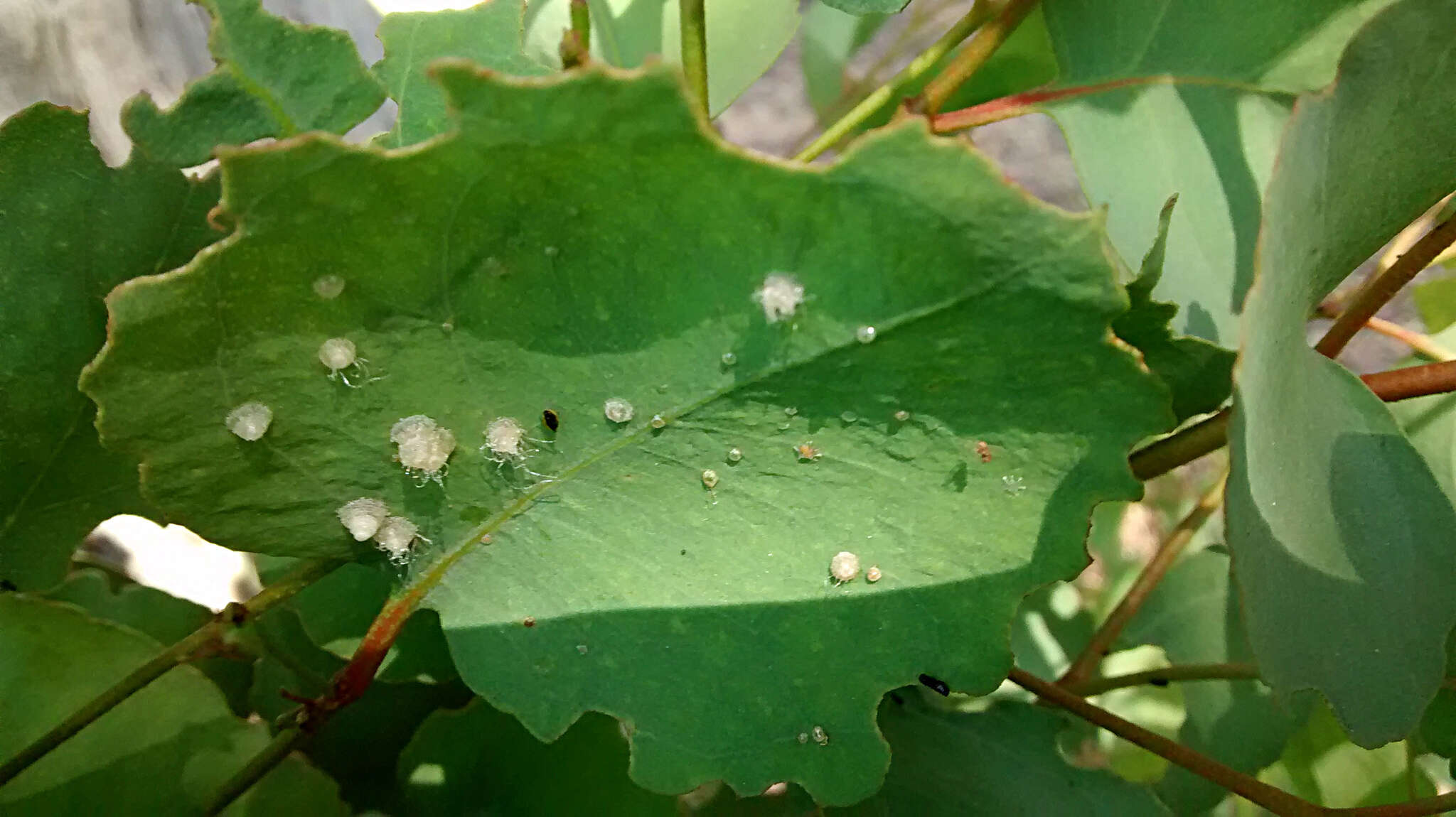 Image of Red gum lerp psyllid