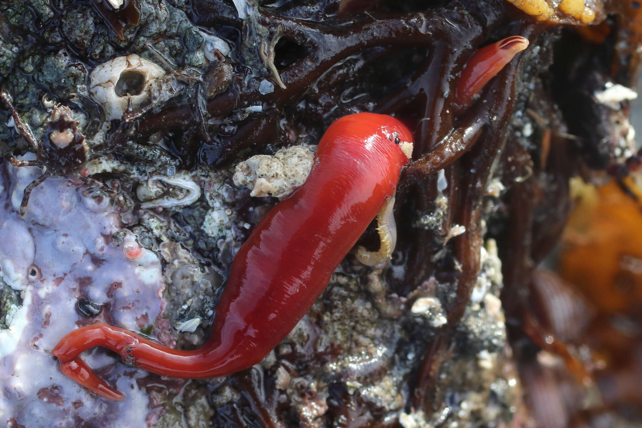 Image of Amphiporus bimaculatus Coe 1901