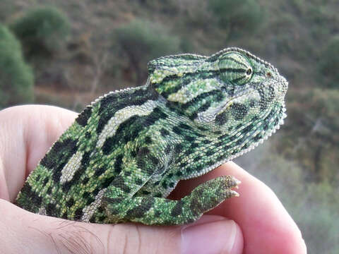 Image de Chamaeleo chamaeleon chamaeleon (Linnaeus 1758)