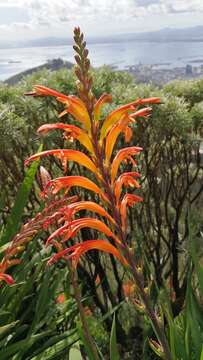 Image of African cornflag