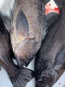 Image of Dusky rockfish