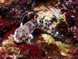 Image of Pearl Blenny