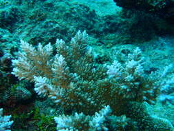 Image of Acropora abrotanoides (Lamarck 1816)