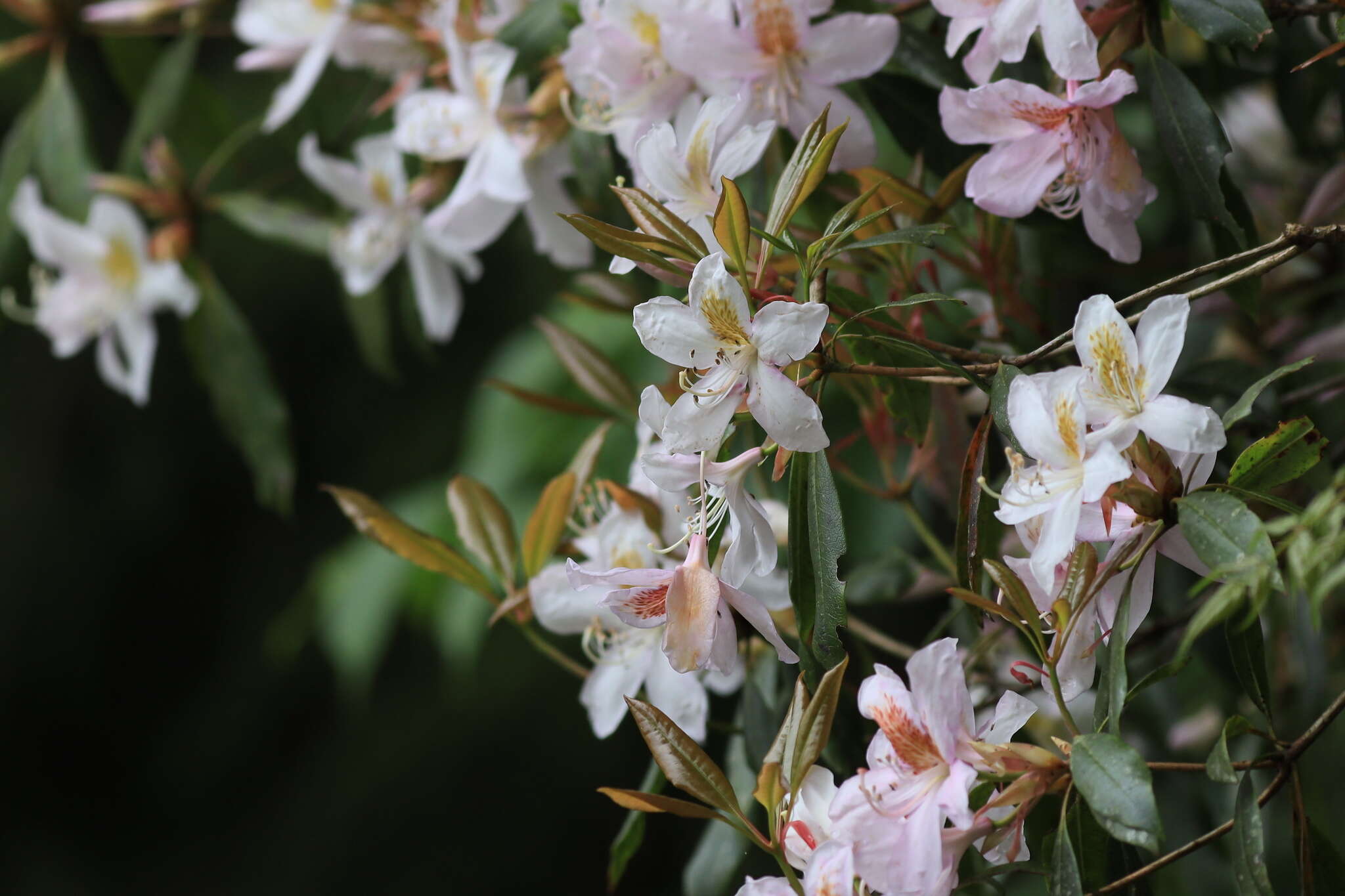 Image of Rhododendron latoucheae Franch.